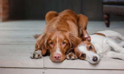 Deux chiens allongés sur le parquet