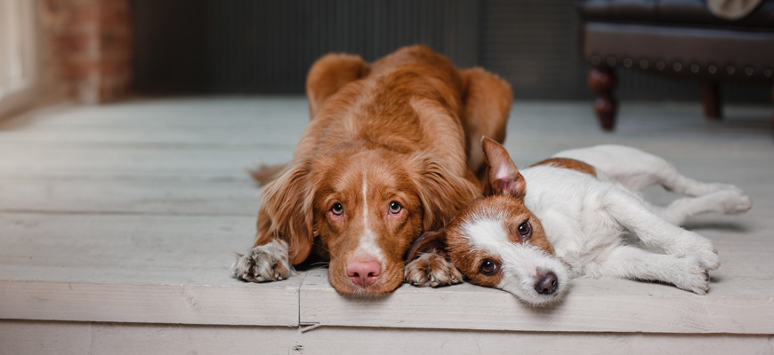 Deux chiens allongés sur le parquet