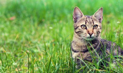 Chat dans l'herbe
