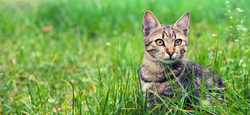 Chat dans l'herbe