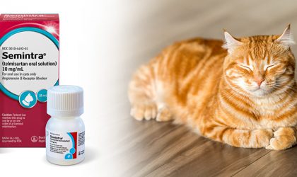 Produit semintra à côté d'un chat