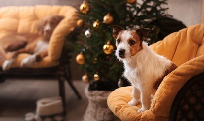 Deux chiens dans les canapés près du sapin