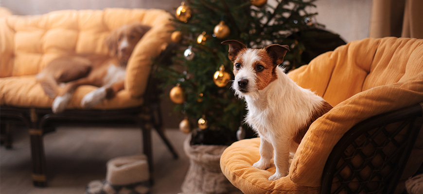 Deux chiens dans les canapés près du sapin