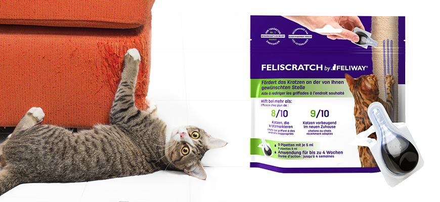 Un chat en train de griffer le canapé présenté à côté du produit feliscratch