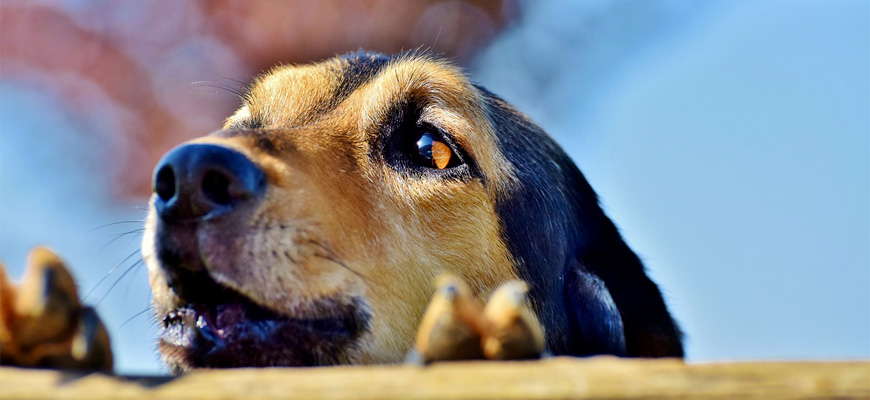 Les ultrasons et le chien : est-ce dangereux ? Quelle utilité ?