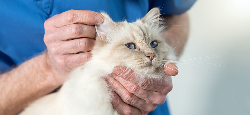 chat ausculté par le vétérinaire