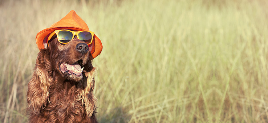 chien habillé d'un chapeau et de lunettes