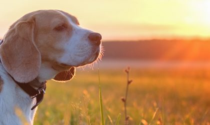 chien dans champ sous le soleil couchant