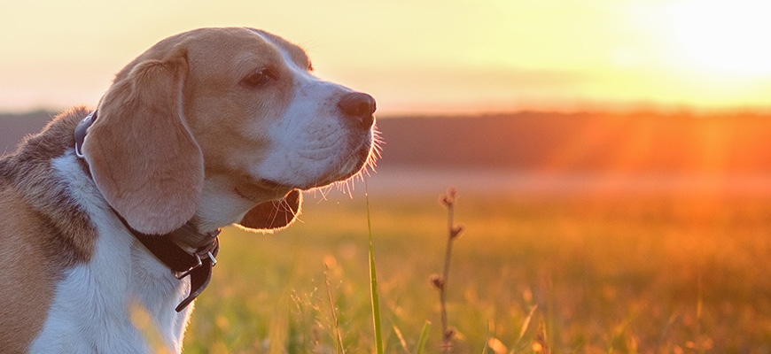 chien dans champ sous le soleil couchant