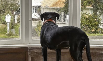 chien qui guette derrière la fênetre