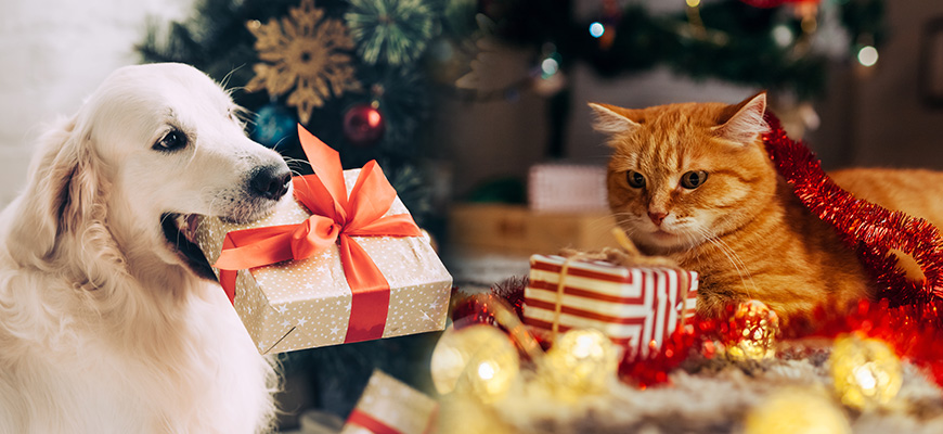 Trouvez des idées de cadeaux pour Noël sur Companimo ! - Companimo Blog