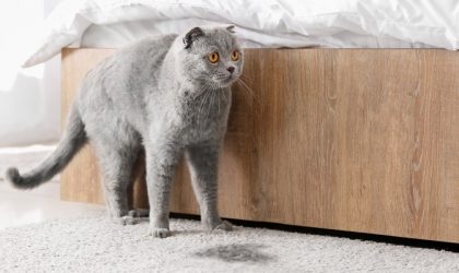 Chat gris allongé sur un tapis