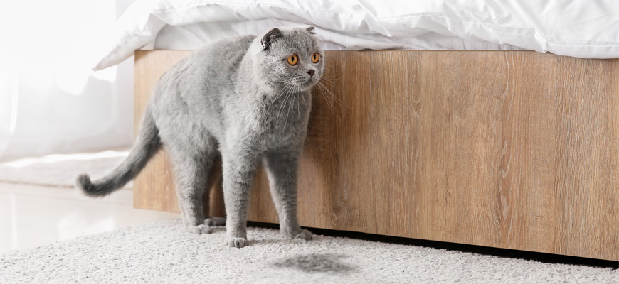 Chat gris allongé sur un tapis