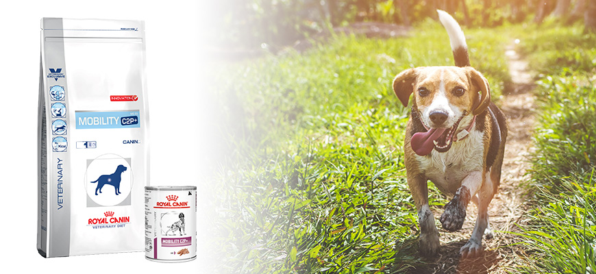 Royal Canin Mobility C2P+ : Contre l'Arthrose du Chien - Companimo Blog