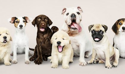 Sevrage des chiots : les conseils Technidog