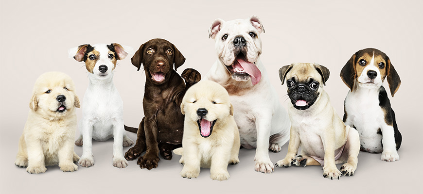 Sevrage des chiots : les conseils Technidog