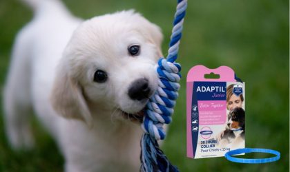 Adaptil Collier pour Chiot