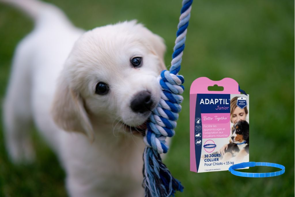 Adaptil Collier pour Chiot