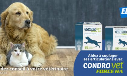 Easypill Smectite Chien et Chat : Conseils Companimo - Companimo Blog