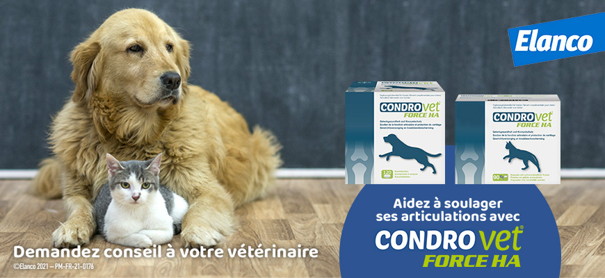 Flexadin pour chien et chat : complément nutritionnel arthrose