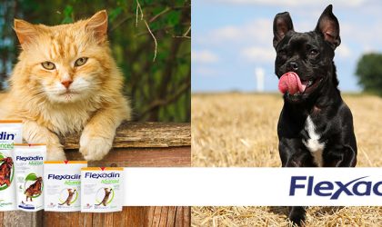 Flexadin pour chat et chien