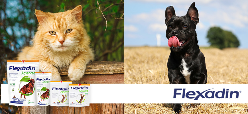 Flexadin pour chat et chien