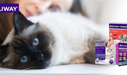 Comment prendre soin des yeux de son chat - Companimo Blog