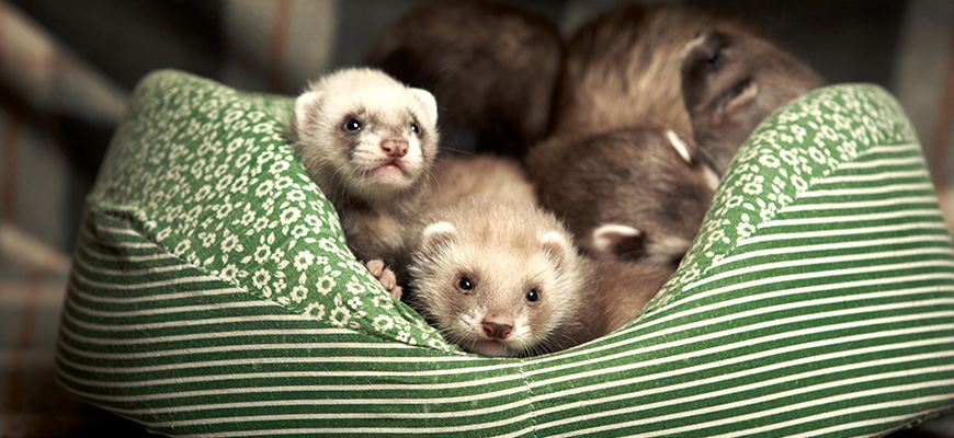 Et si vous adoptiez un furet ? 