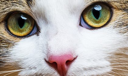 Zoom sur les yeux d'un chat