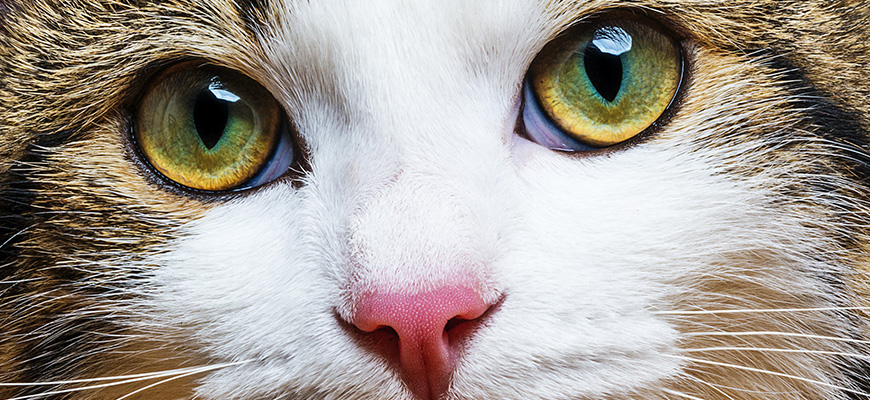 Zoom sur les yeux d'un chat