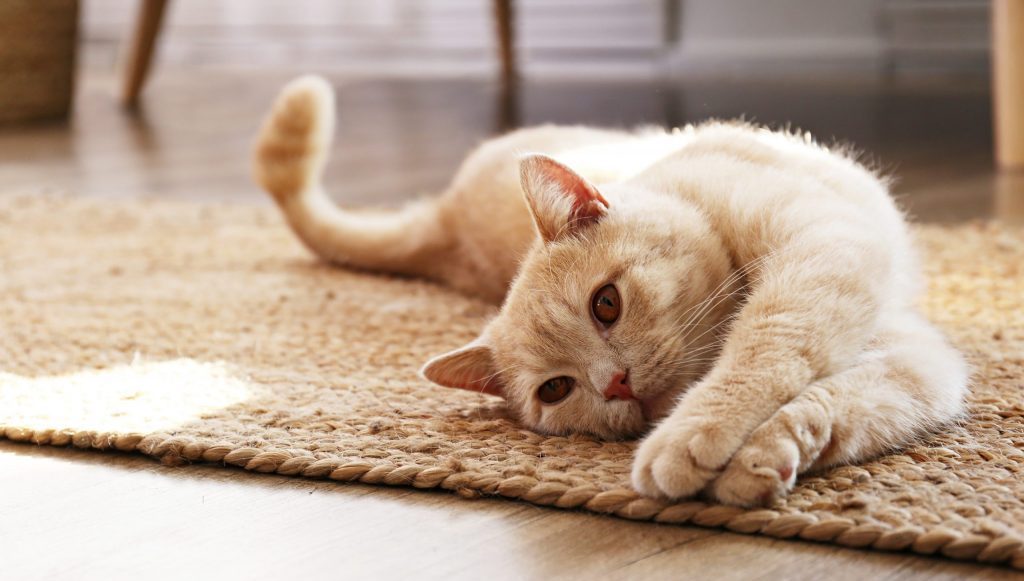 chat couché