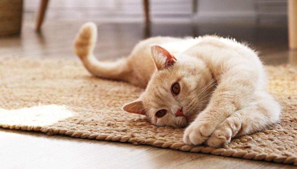 Comment comprendre un chat qui miaule ? - Companimo Blog