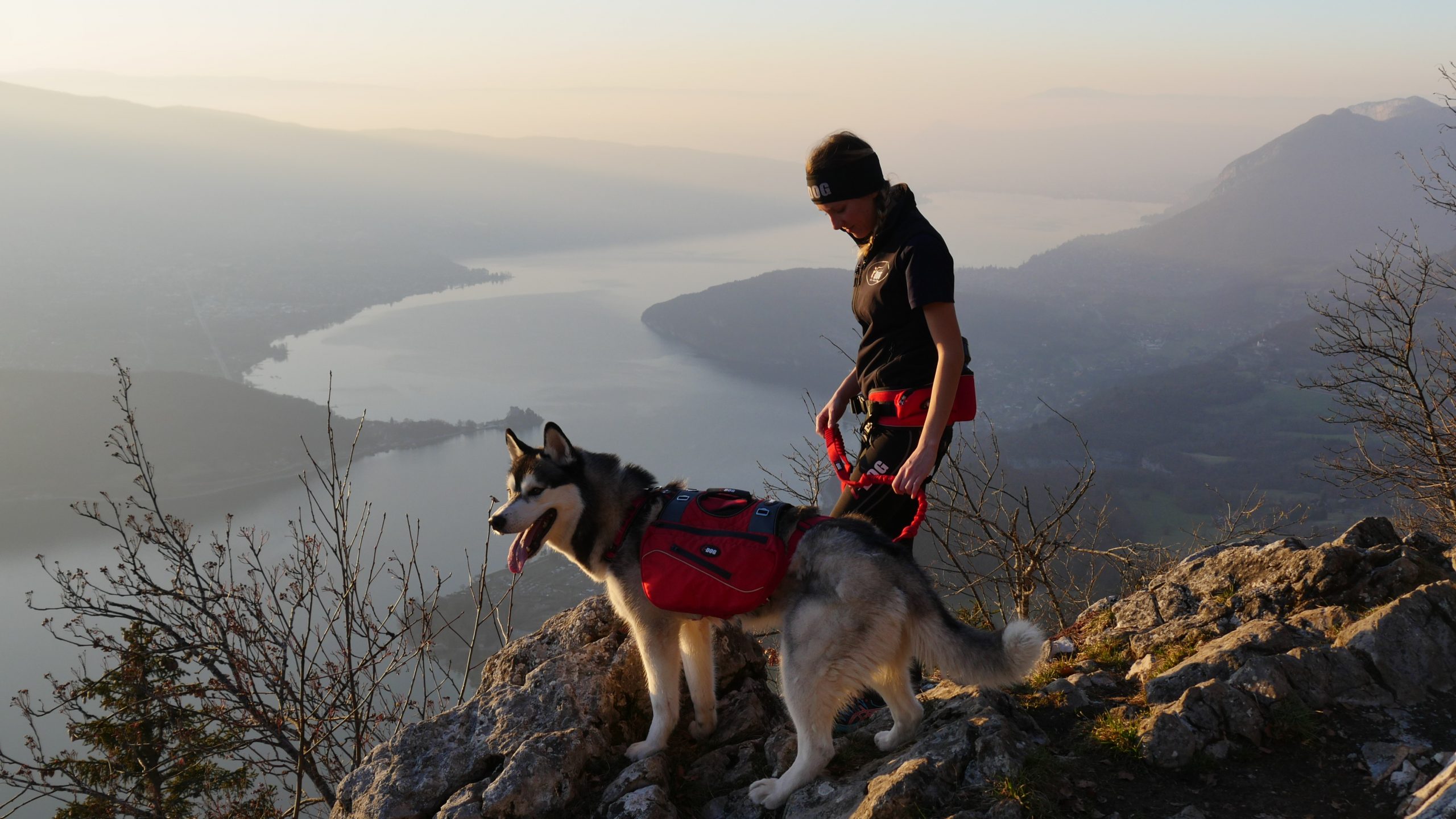 I-DOG : la marque référente du sport canin