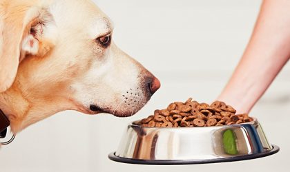 chien ayant appetit croquette