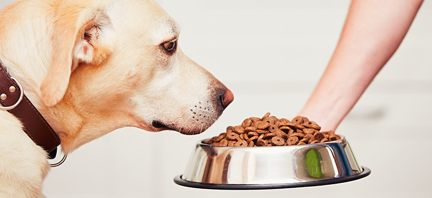 chien ayant appetit croquette