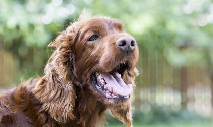 Chien avec la bouche grand ouverte.