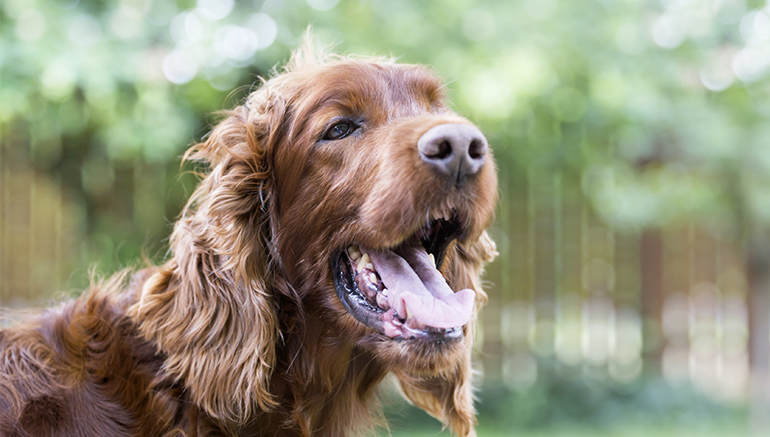 Chien avec la bouche grand ouverte.