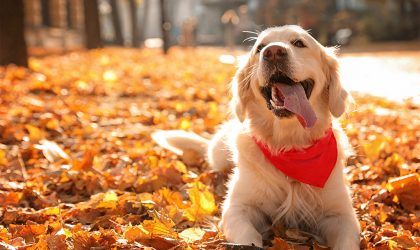 Préparer automne chien chat