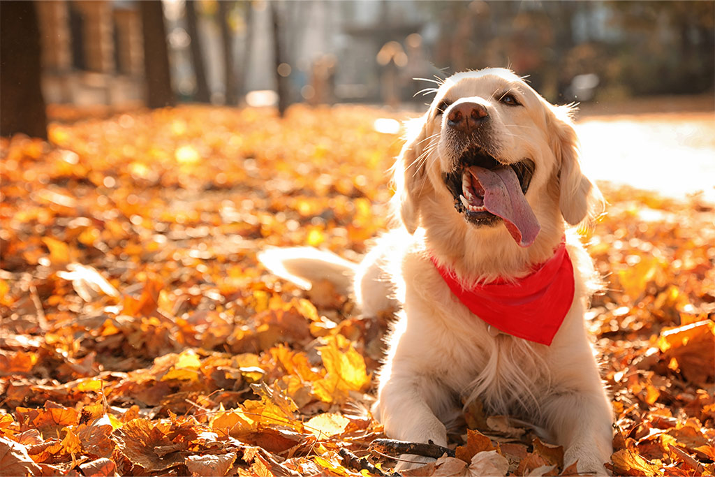 Préparer automne chien chat