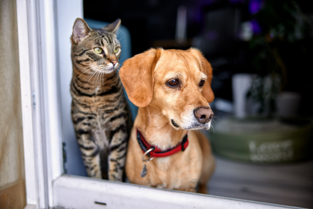 Préparer la rentrée de son animal de compagnie avec Zylkene - Actualités