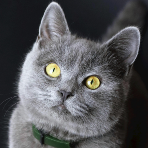 Le British Shorthair : une race de chat emblématique