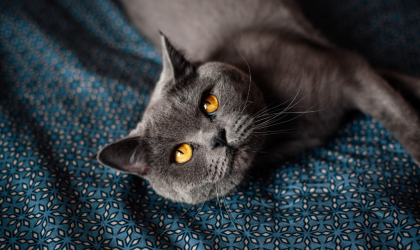 Photo d'un british shorthair bleu