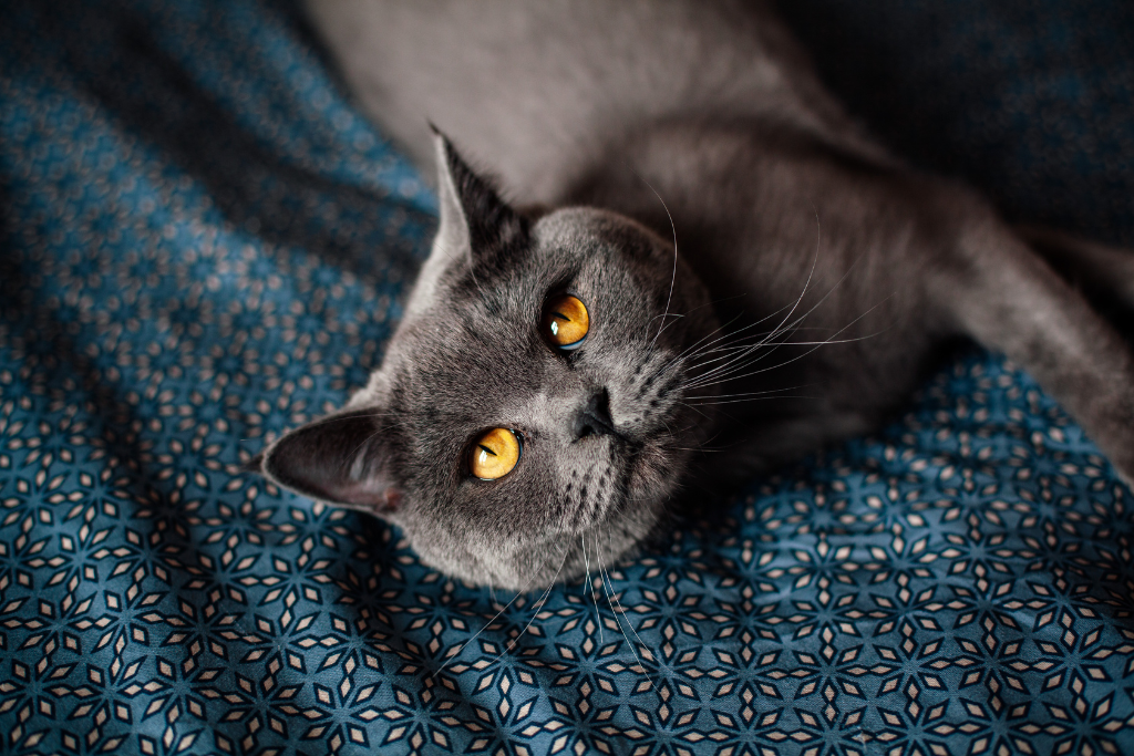 Photo d'un british shorthair bleu