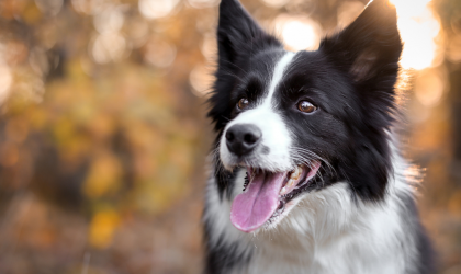 Photo d'un border collie