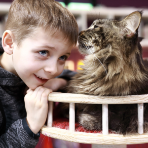 Le Maine Coon : un chat majestueux et fascinant et très sociable