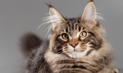 Le Maine Coon : un chat majestueux et fascinant