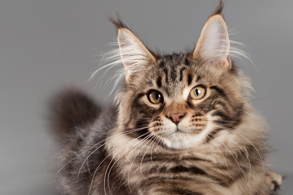 Le Maine Coon : un chat majestueux et fascinant