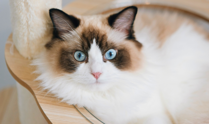 Le Ragdoll : un chat aussi doux que majestueux