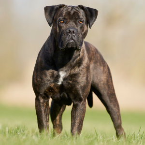 Le Cane Corso : Une race de chien exceptionnelle