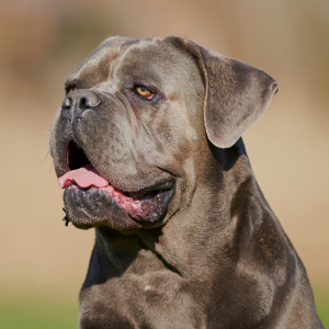 Le Cane Corso : Une race de chien exceptionnelle